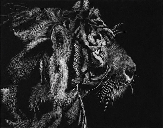 Scratchboard Realism · Scratchboard A tiger study built through thousands of subtractive marks.