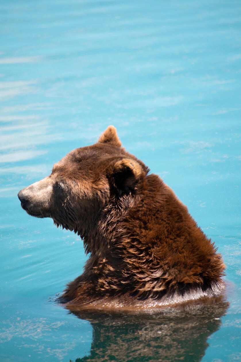 Wildlife study • Yellowstone National Park, USA