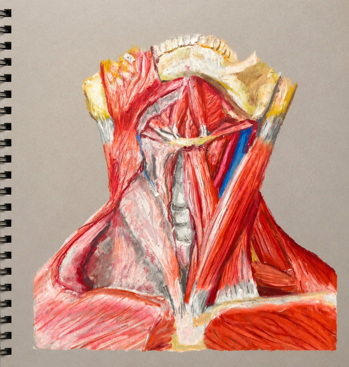 Academic Anatomical Study · Pastel crayon on toned paper An anatomical study of the musculature and structures of the neck, inspired by Netter.