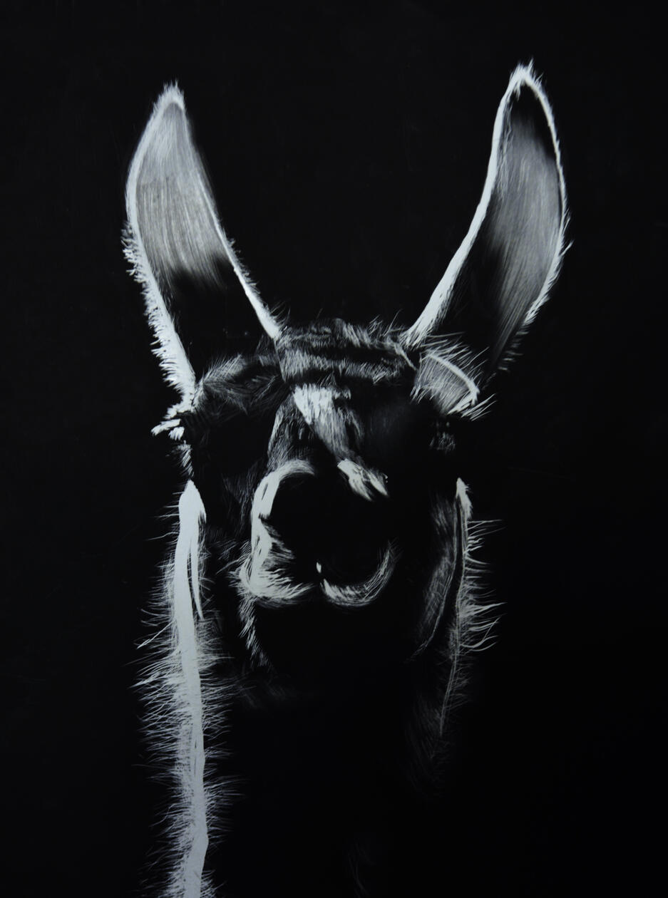 Scratchboard Realism · Scratchboard A high-contrast animal study created by scratching through a black surface to reveal white beneath. This unforgiving process makes each mark permanent.